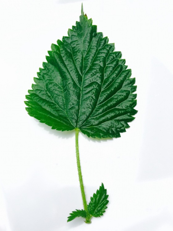 nettle leaf